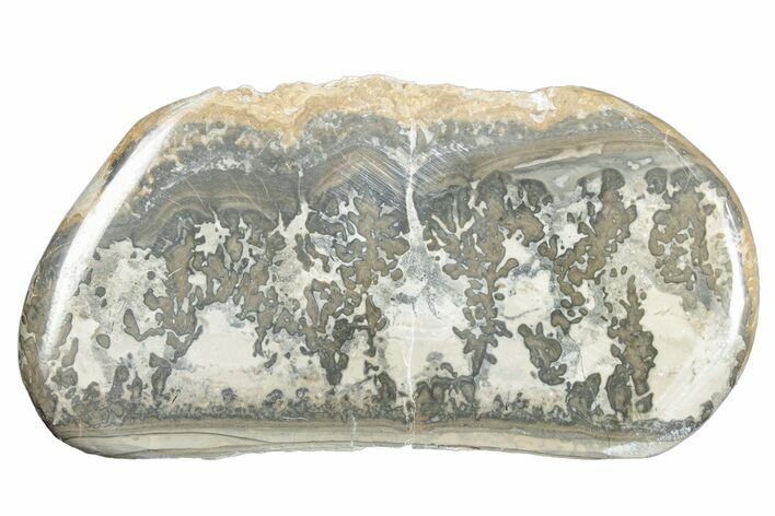 Triassic Aged Stromatolite Fossil - England #285767